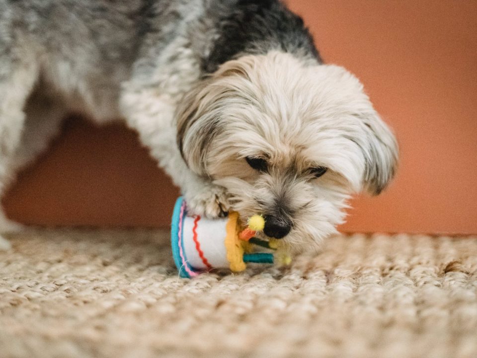 pet carpet cleaning nanaimo premier carpet cleaning