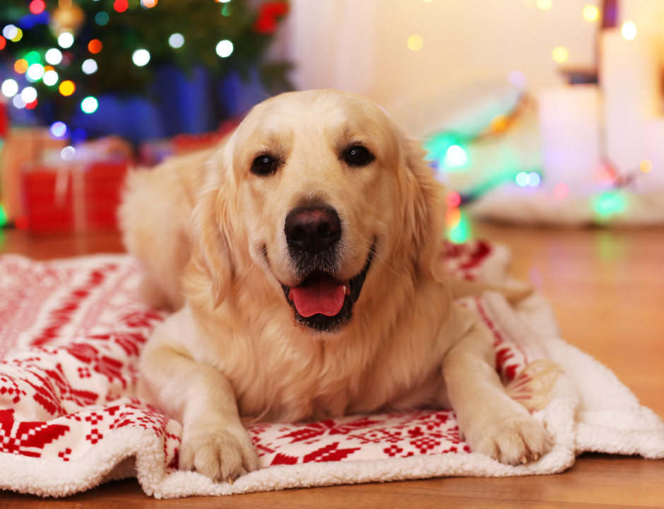 Tips for Removing Pet Hair From Carpet